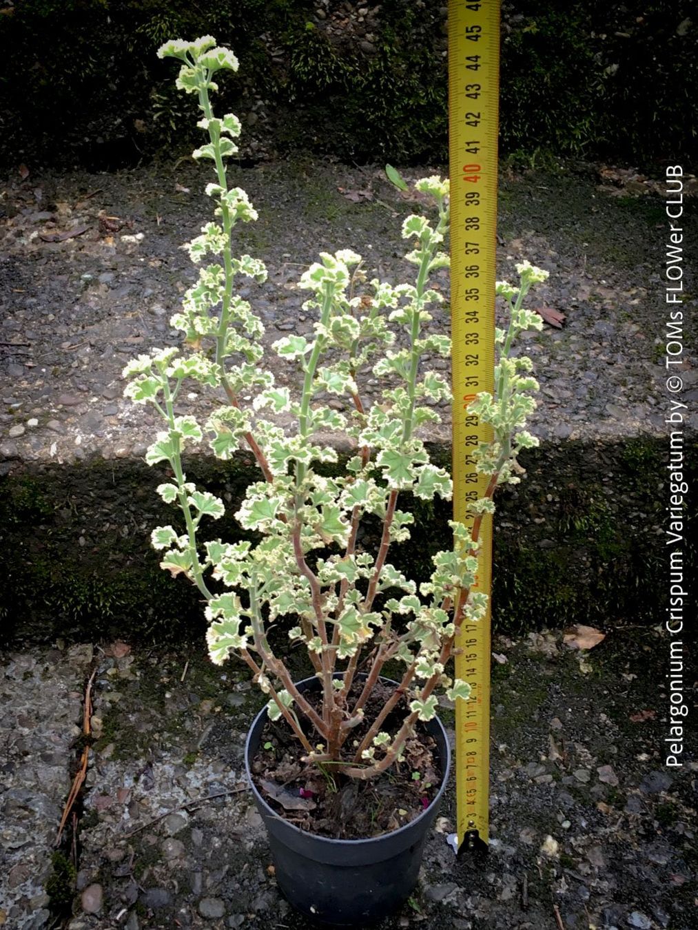 Piante & sementi: Pelargonium Crispum Variegatum - Duftgeranium – Nuovo e nell'imballaggio originale da Adliswil venduto da astom369 4
