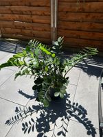 Glücksfeder / ZZ-Pflanze (Zamioculcas) ca. 1 Meter – Auktion