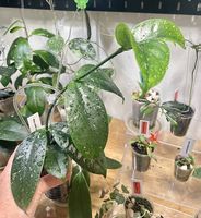 Hoya lobbi pink