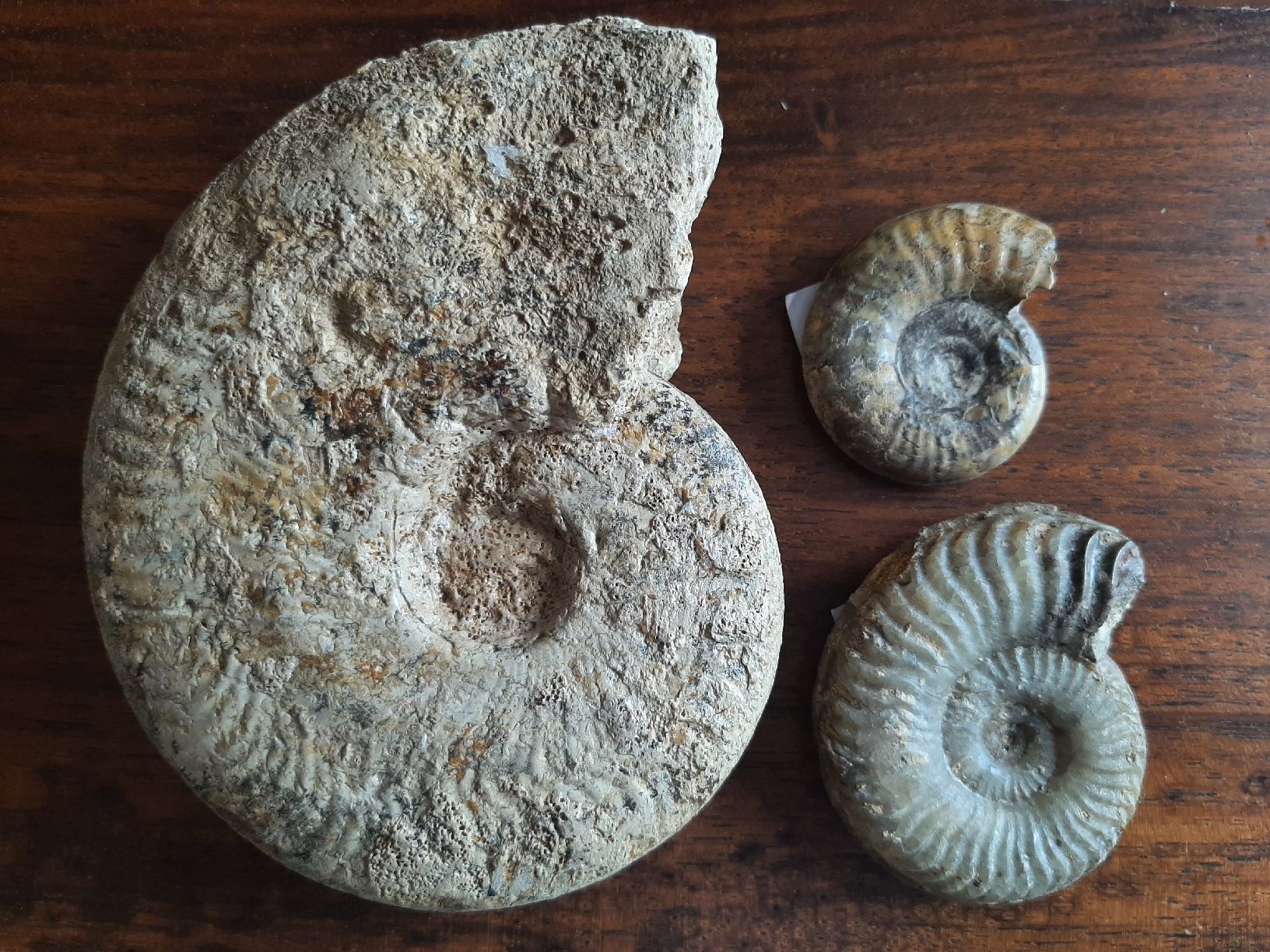 Fossili: Ammoniten Normandie – Usato da Rickenbach BL venduto da Oktober68 1