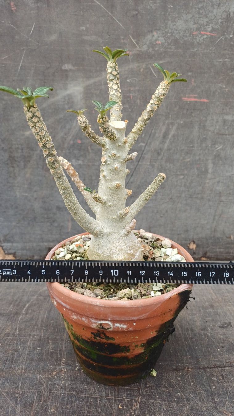 Pflanzen & Samen: Dorstenia gigas – Gebraucht aus Neftenbach von QuiQuo 2