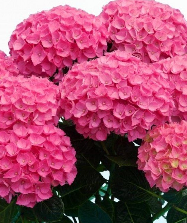 Piante & sementi: Hortensia Hydrangea Macrophylla Magical Revolution Rot 50cm – Nuovo e nell'imballaggio originale da Rovio venduto da POSITIFFARTandPLANTS
