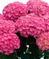 Hortensia Hydrangea Macrophylla Magical Revolution Rot 50cm