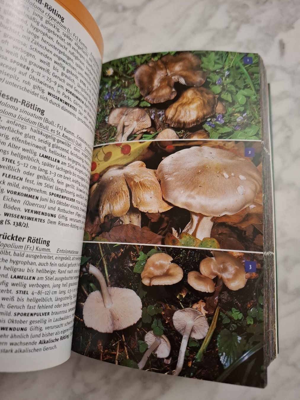 Libri: Pilzführer Kosmos, Laux – Usato da glarus venduto da sar_b5z8 3