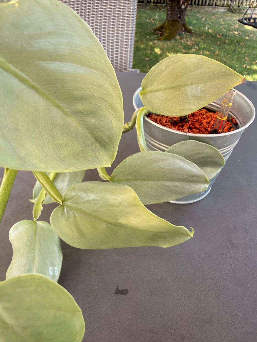 Pflanzen & Samen: Philodendron hastatum 'silver sword' – Gebraucht aus Rafz von jca_98p5 2