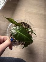 Alocasia Polly kleine Pflanze abzugeben