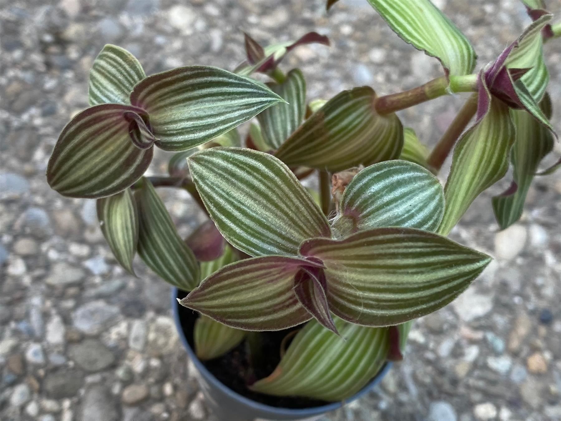 Plantes & graines: Callisia - Tradescantia navicularis – Neuf (Voir description) à Winterthur par Aniger 7
