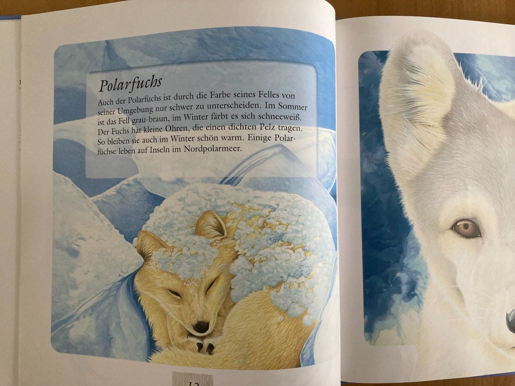 Libri: TIERE  IN  EIS  UND  SCHNEE      PATMOS Verlag – Usato da Subingen venduto da Etageren 8