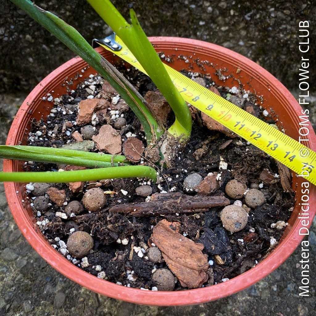 Pflanzen & Samen: Monstera Deliciosa - echte, gross-blättrige Grundform – Neu und originalverpackt aus Adliswil von MarkyForest 7