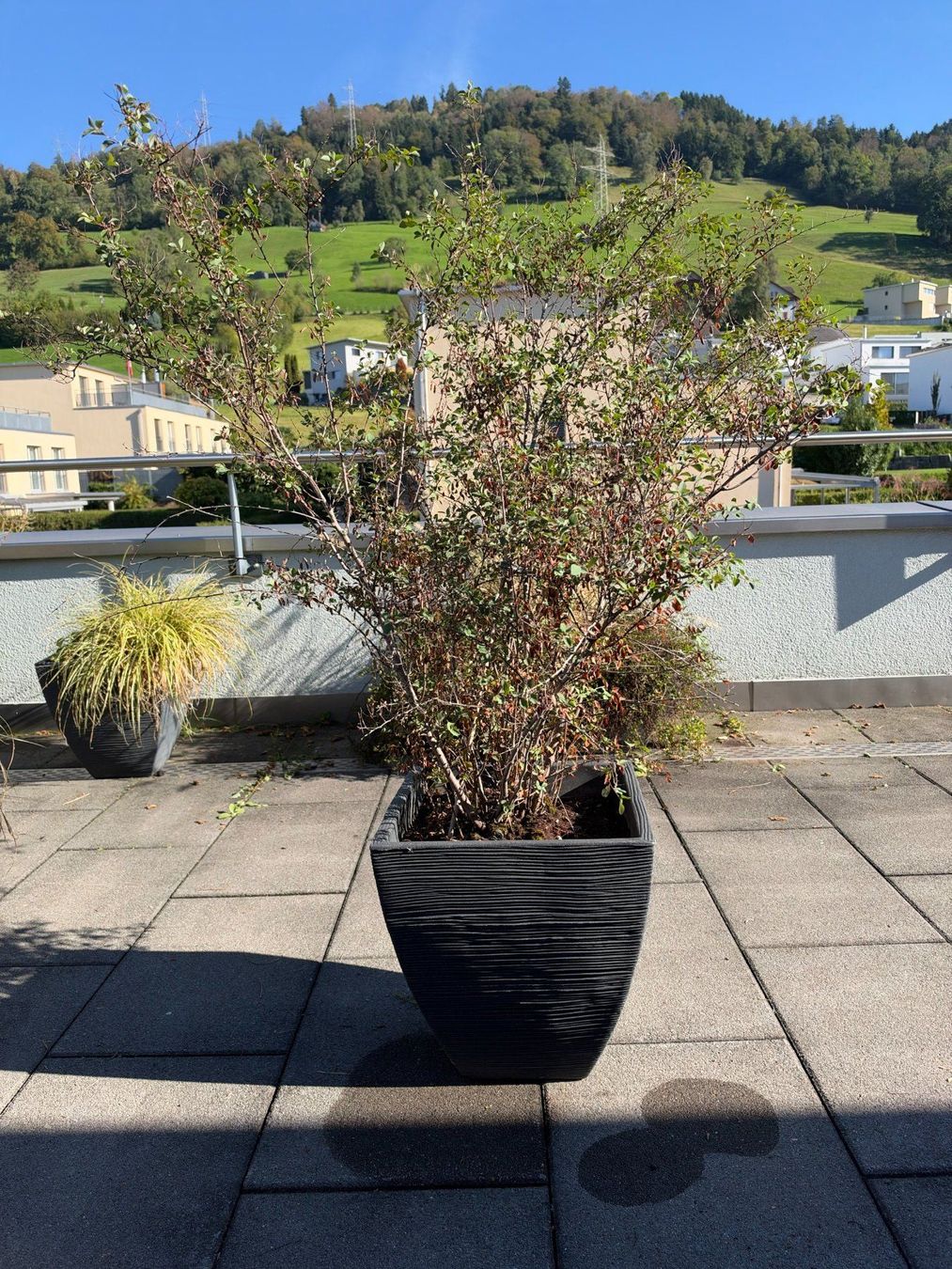 Pflanzen & Samen: Spierstrauch – Gebraucht aus Root von calmchris 1