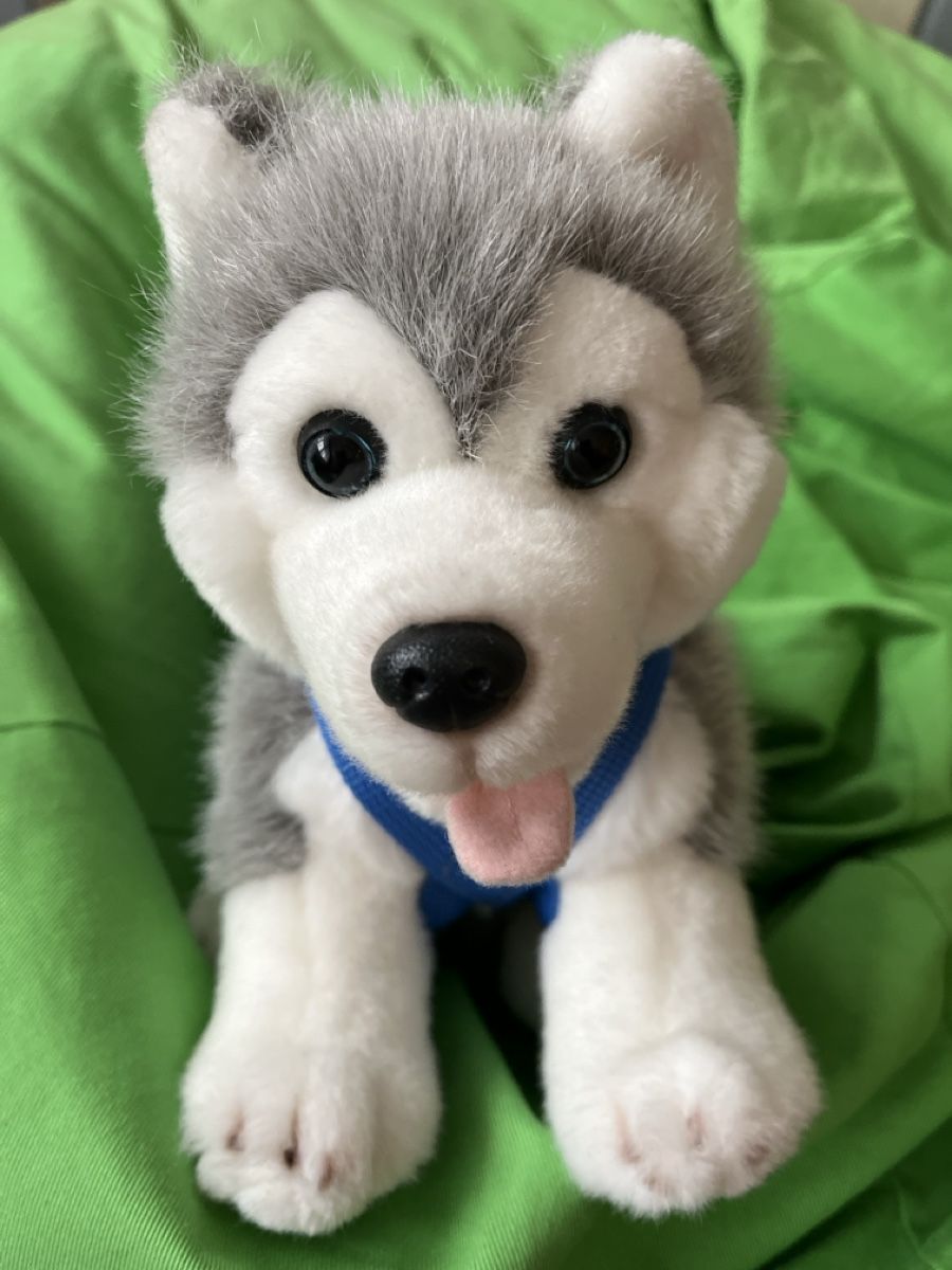 Giocattoli: Plüschtier Husky – Usato da Wiggen venduto da Zauber_fee