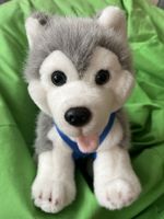 Plüschtier Husky