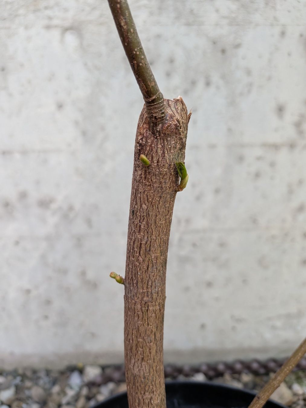 Piante & sementi: Bonsai Rohmaterial ab CHF 9: Bergahorn – Usato da Bern venduto da Hydrom 1