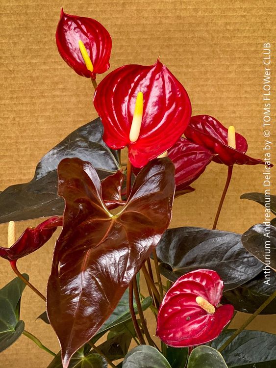 Anthurium Andreanum Delicata - Anthurie mit roten Blüten | Kaufen auf ...