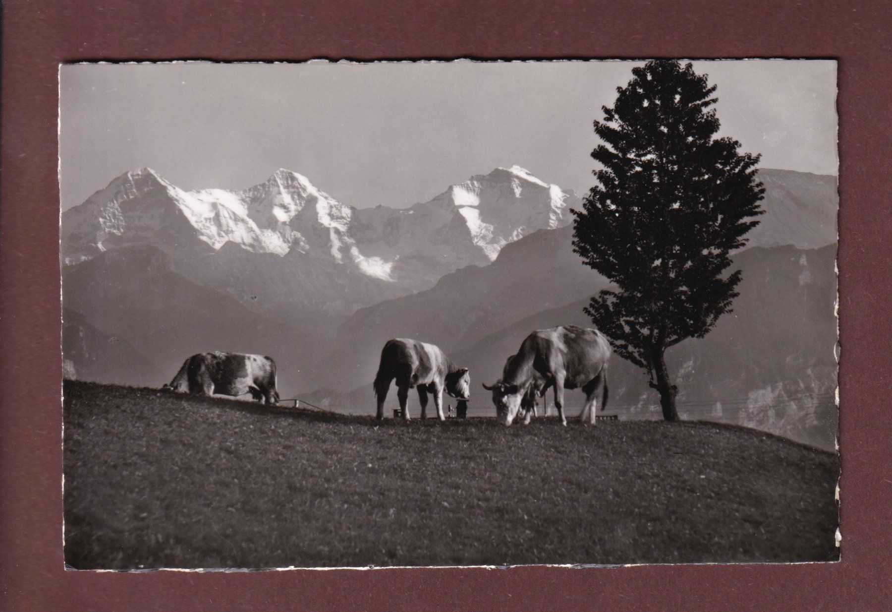 Ansichtskarten: Alpweide - Kühe - EIGER - MÖNCH - JUNGFRAU – Gebraucht aus Pully von nicecards-shop