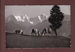 Alpweide - Kühe - EIGER - MÖNCH - JUNGFRAU