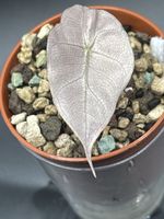 Alocasia Polly Pink Variegata (1-11)