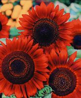 5 Samen sehr seltene Zier-Sonnenblume „Rote Sonne“