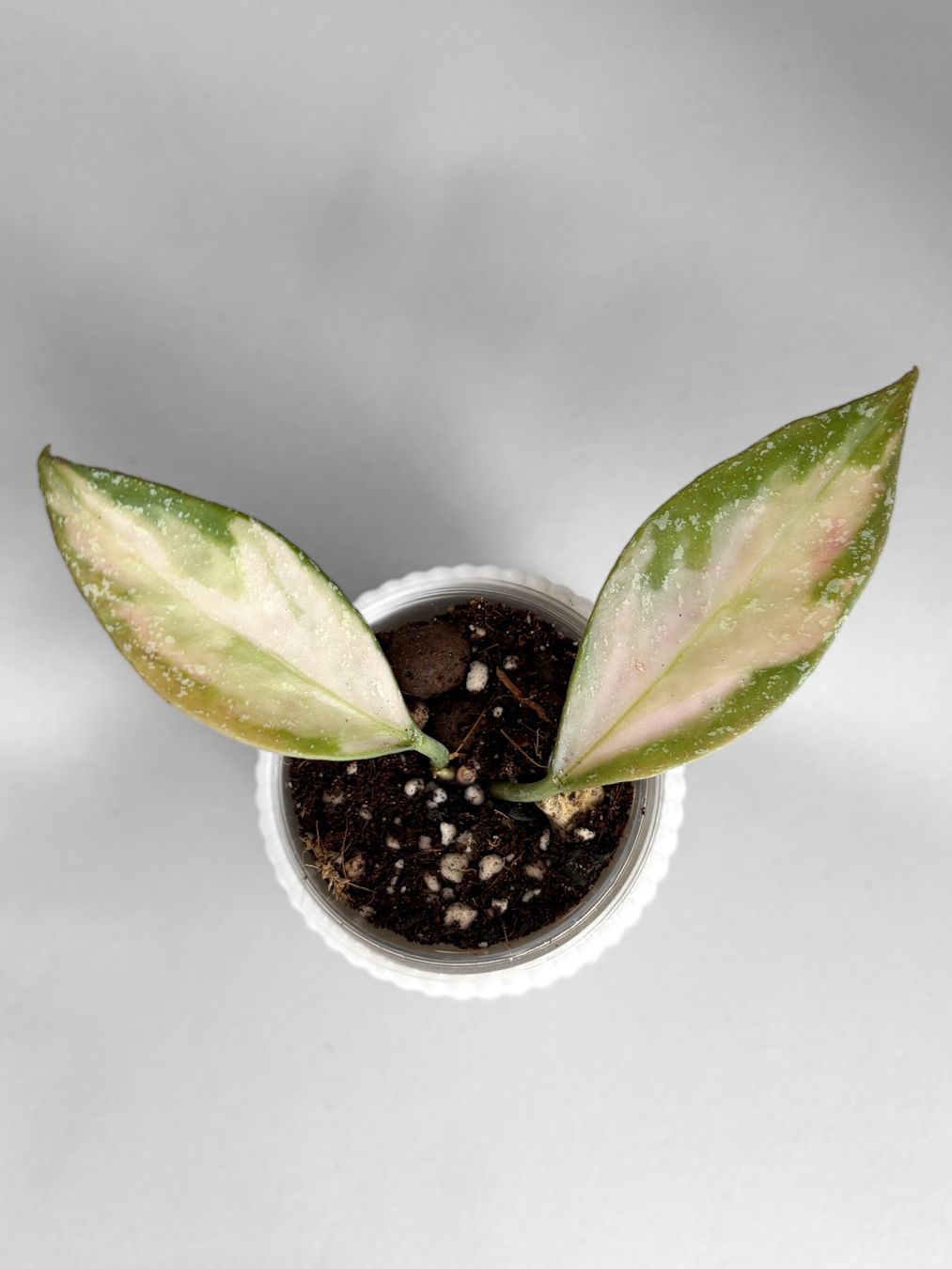 Piante & sementi: Hoya Nabawanensis Inner Variegated – Nuovo (secondo la descrizione) da Seuzach venduto da animaplants