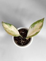 Hoya Nabawanensis Inner Variegated