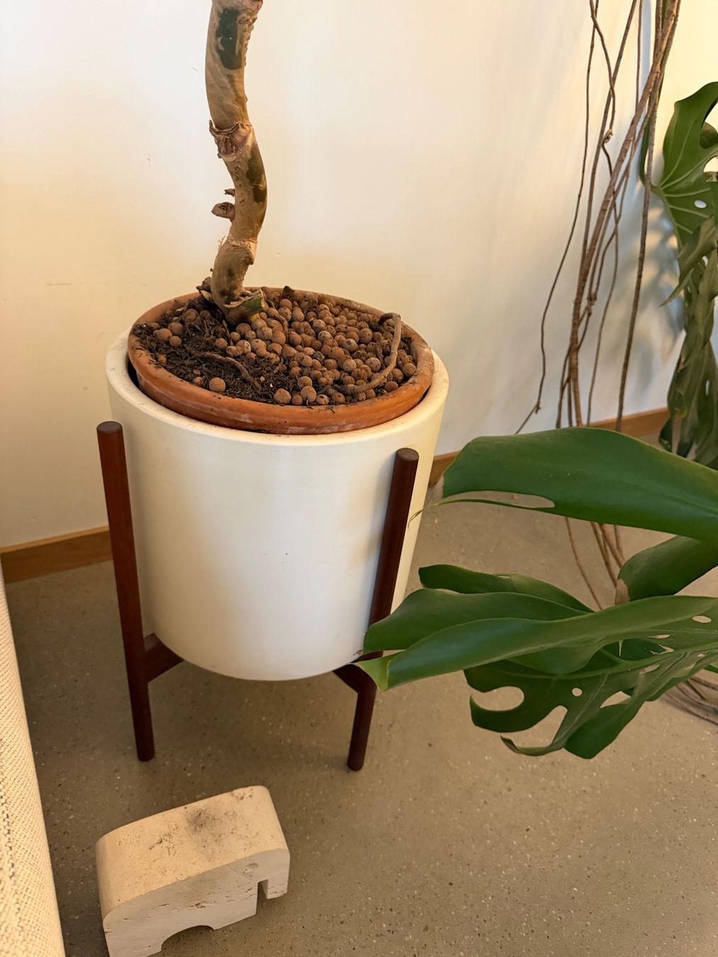 Piante & sementi: Monstera XXL – Usato da Zürich venduto da dudeli83 1