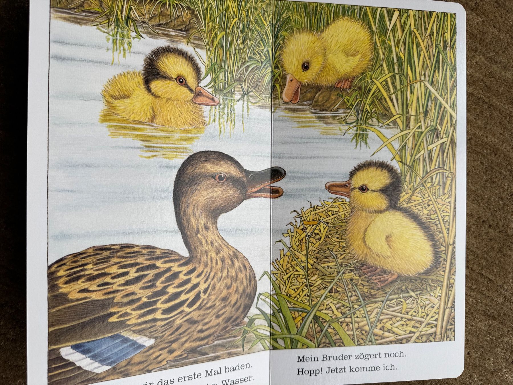 Libri: Ich bin die kleine Ente, Ravensburger – Nuovo (secondo la descrizione) da Aarau venduto da Kilauea 3