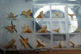 Fossile Hai  Zähne Anhänger  Set  9stk  lose  6stk  Box