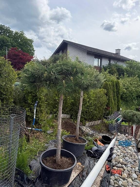 Piante & sementi: Kiefer Pinus Nigra – Usato da Elsau venduto da Ayna 1