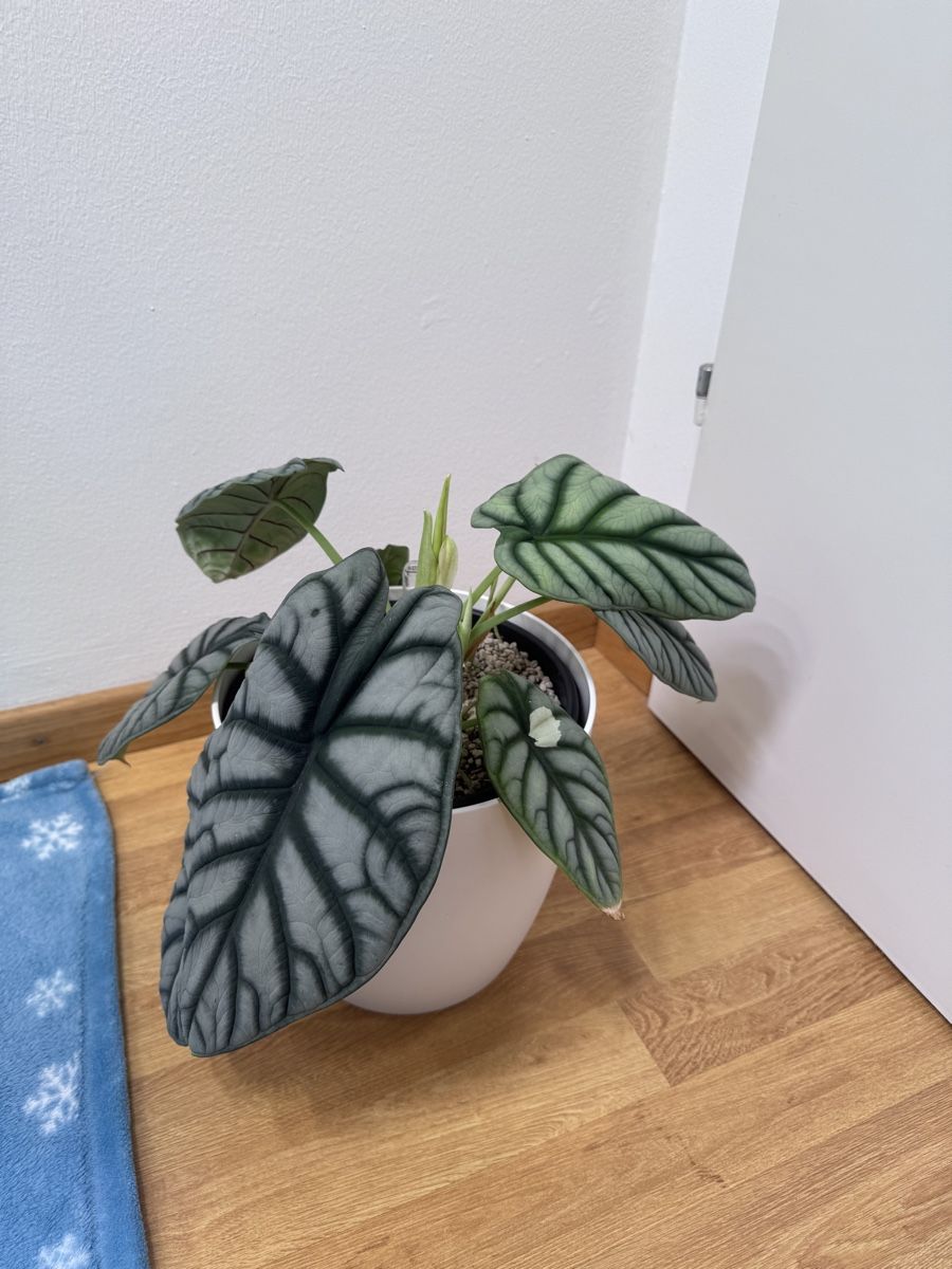Piante & sementi: 🌱 Alocasia silver dragon – Usato da Niederbuchsiten venduto da GreenGems 1
