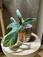 💚Kleiner Philodendron Florida Beauty💚
