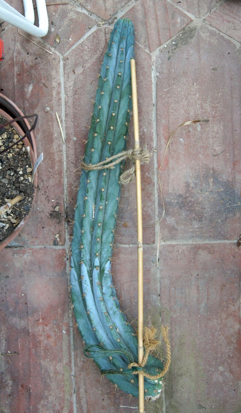 Plantes & graines: Cereus peruvianus – Kopfstück – D'occasion à Geroldswil par botanicals
