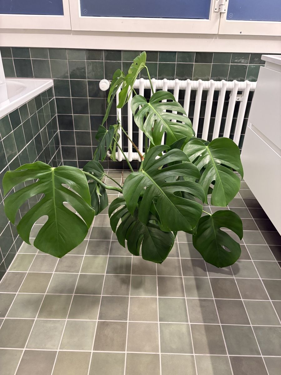 Plantes & graines: Monstera cuts – D'occasion à Zürich par NVTR