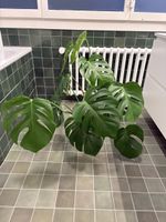 Monstera cuts