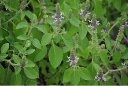 Heiliges Basilikum / Tulsi (Ocimum sanctum/ 20 Samen