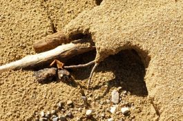 Fotografie: Aeste im Sand