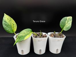 Epipremnum aureum 'Teruno Grace' in Semihydro