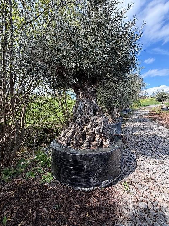 Piante & sementi: Olivenbaum "Olea Europea 18" – Usato da Zuckenriet venduto da Thur_Plant 4