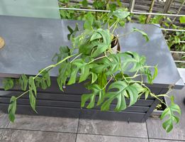 Monstera Minima Zimmerpflanze mit Topf