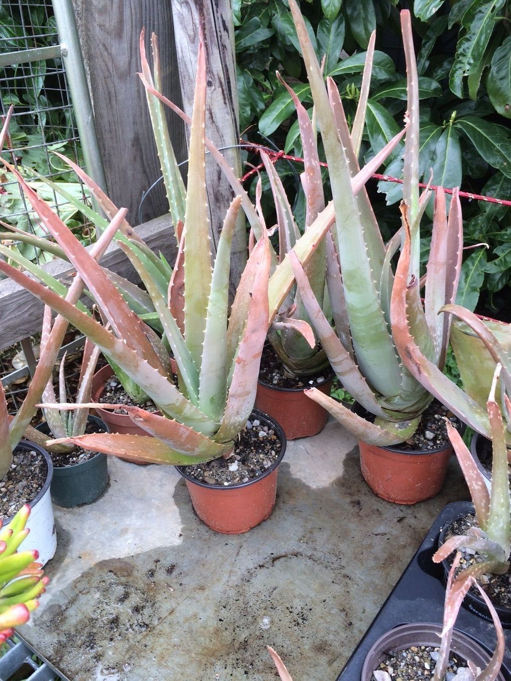 Piante & sementi: Aloe vera – Nuovo (secondo la descrizione) da Vinelz venduto da Wellensittich55