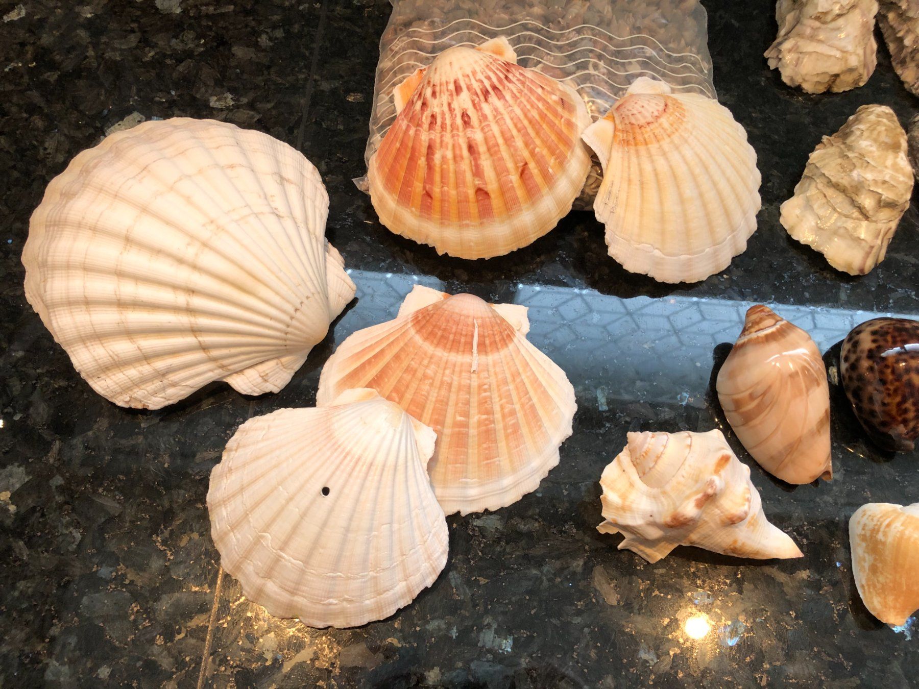 Fossili: Diverse schöne Mscheln – Usato da Rüti ZH venduto da Jasna89 1