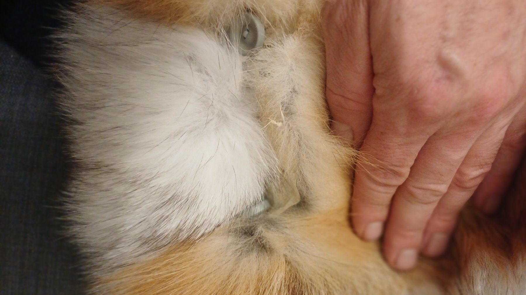 Welt der Tiere: Fuchsfell Kissenbezug Unikat!!! – Neu (gemäss Beschreibung) aus Neftenbach von QuiQuo 9