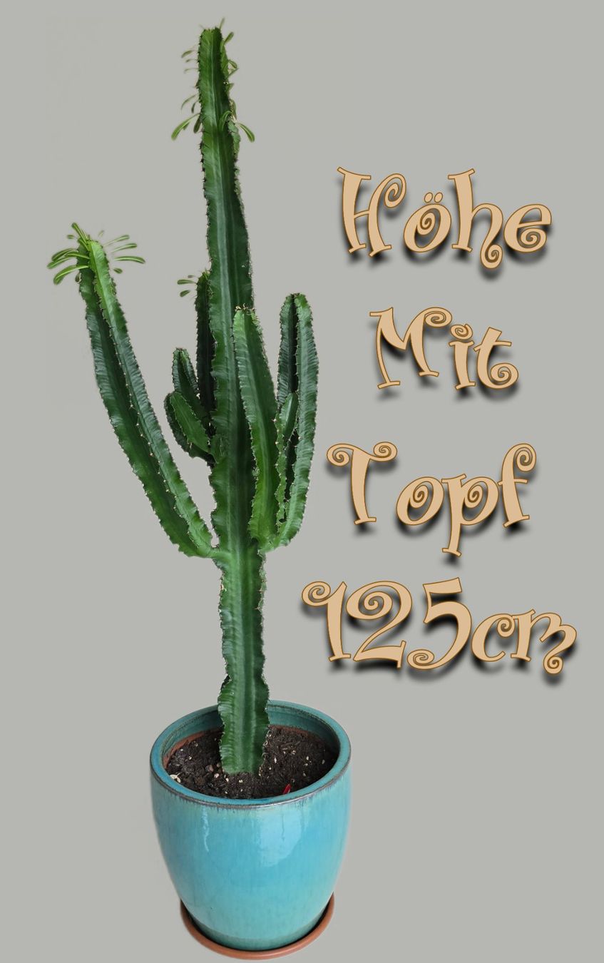 Grosser Kaktus Euphorbia eritrea, 120cm hoch, mit Topf  (Neu (gemss  Beschreibung)) in Aarburg fr CHF 115  nur Abholung auf Ricardo kaufen