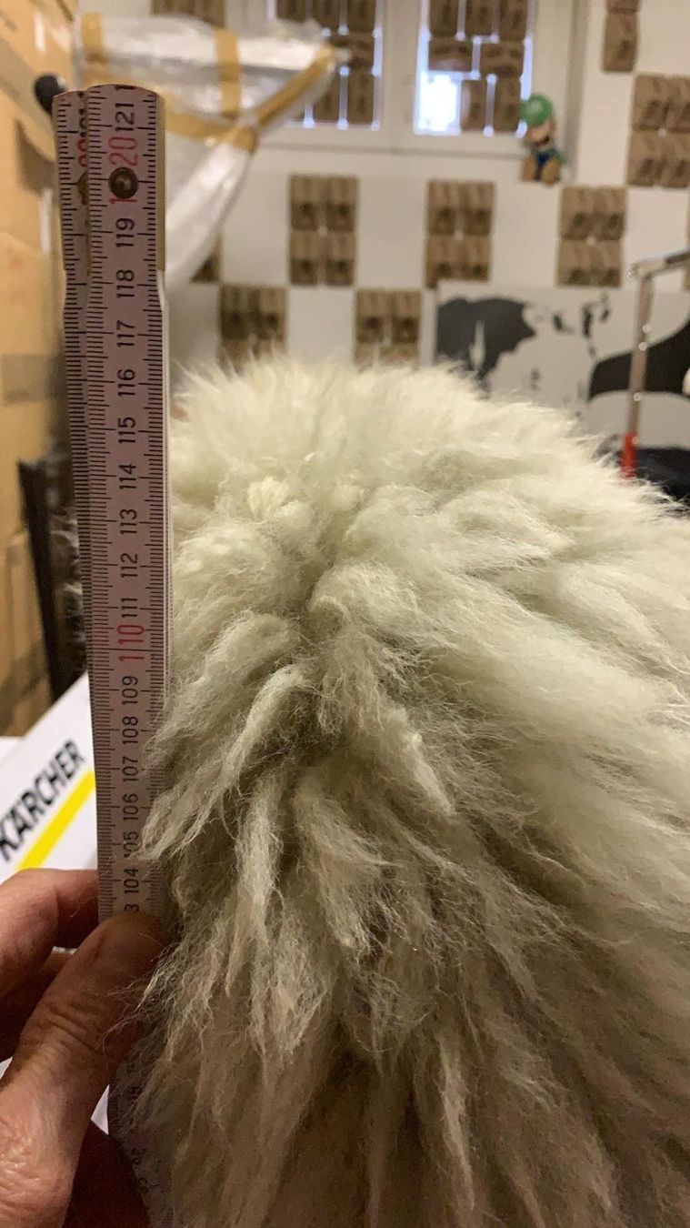 Sedie: Fabrikneuer Stuhl von Wolf Interieur – Nuovo e nell'imballaggio originale da Chur venduto da Renibe 8