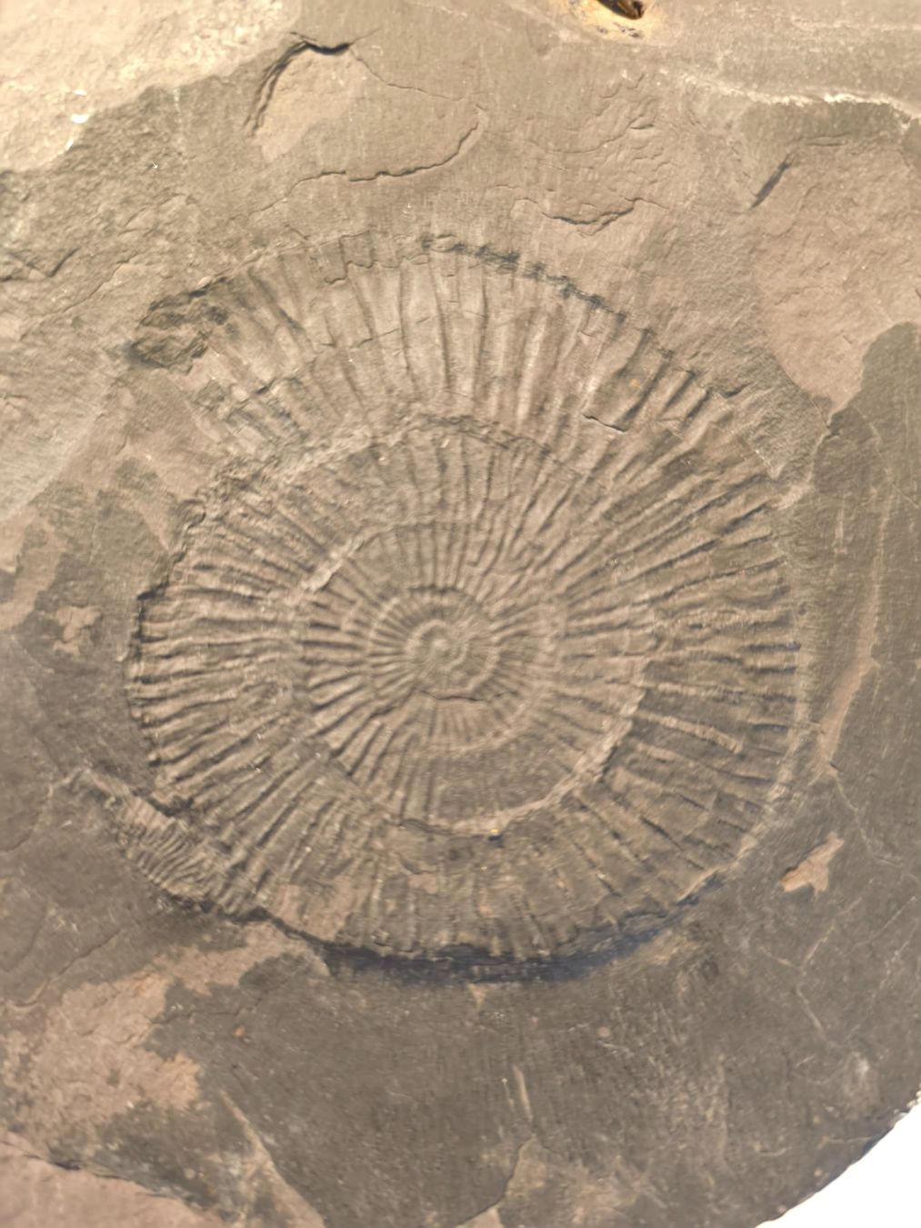 Fossili: Fossil - Versteinerter Ammonit – Usato da Fruthwilen venduto da rescuemarie 3