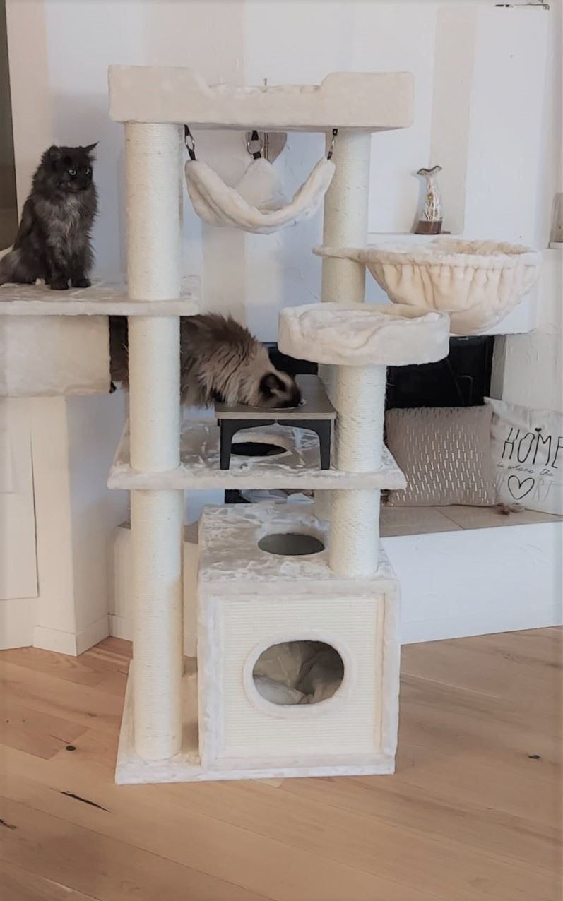 Tiragraffi: PREMIUM KATZENBAUM Kratzbaum massiv+neu – Nuovo e nell'imballaggio originale da Eschenbach LU venduto da PETHOMES_AG 3