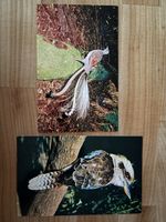 AK von Vögel aus Austalien