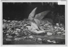 Flusseeschwalbe am Nest