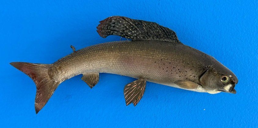 Welt der Tiere: Trophäe Aesche – Gebraucht aus Allschwil von Flupis
