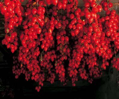 Piante & sementi: Tomate grappe d'hiver 25g – Nuovo (secondo la descrizione) da Bremblens venduto da FIBONACCI369 1