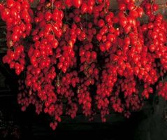 Tomate grappe d'hiver 100g